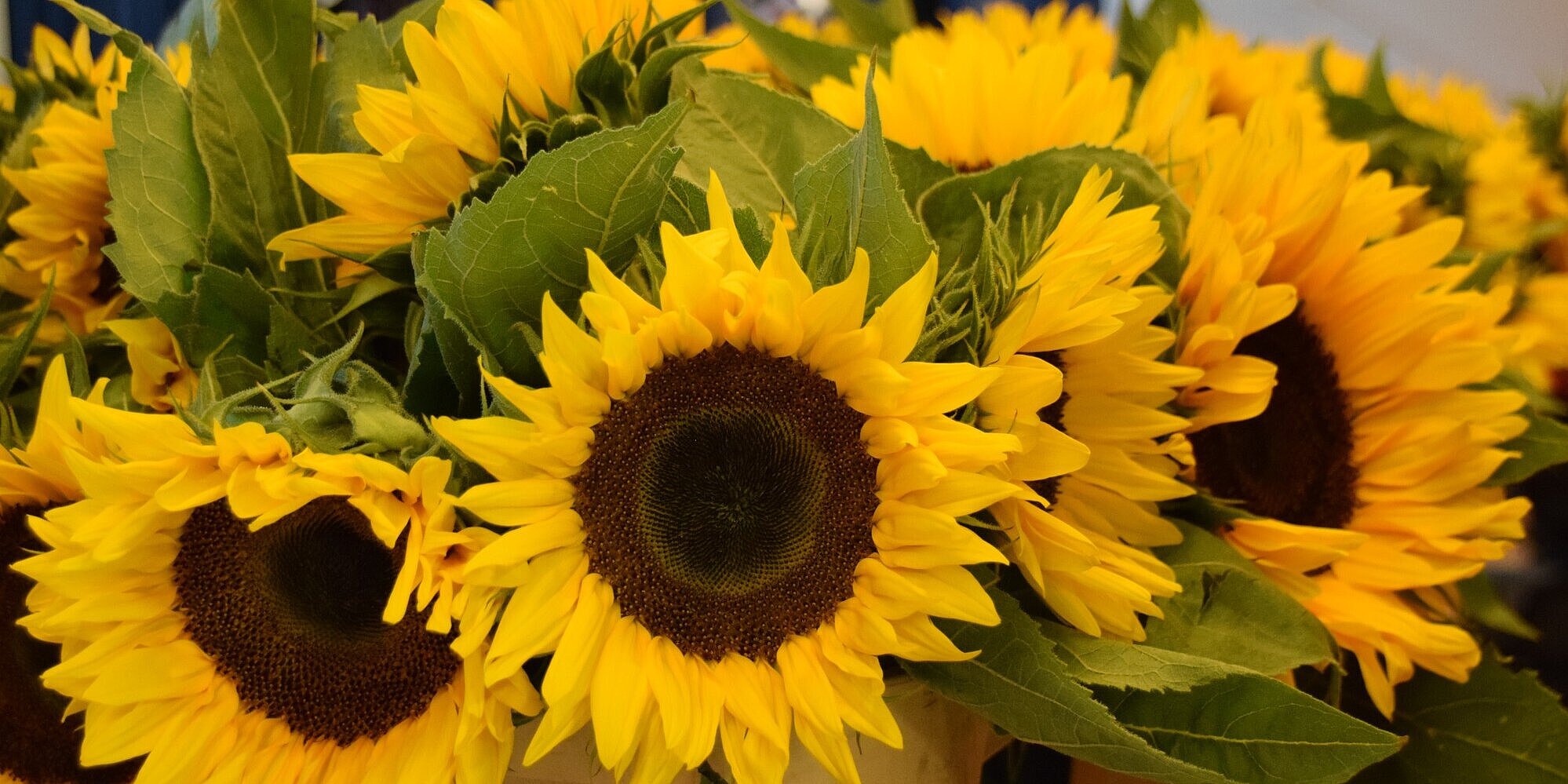 Gottesdienst anlässlich 150 Jahre Paul Gerhardt Stiftung Ein Strauß aus Sonnenblumen